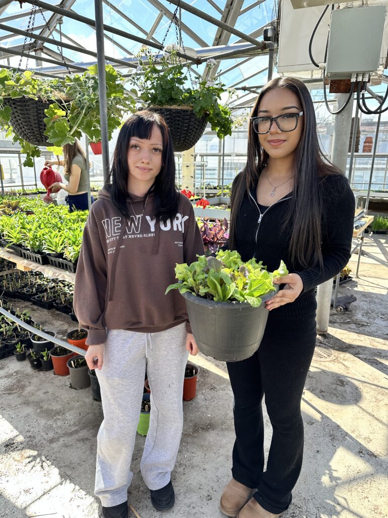 LCVI plant