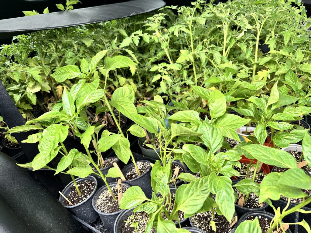 LCVI plant